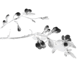 梅花村里的泰國江湖大佬，一代華僑領(lǐng)袖：蕭佛成
