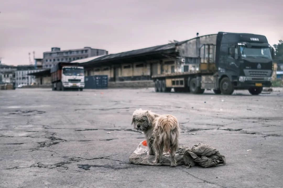 時(shí)光被凝固了的石圍塘火車站 時(shí)光被凝固了的石圍塘火車站