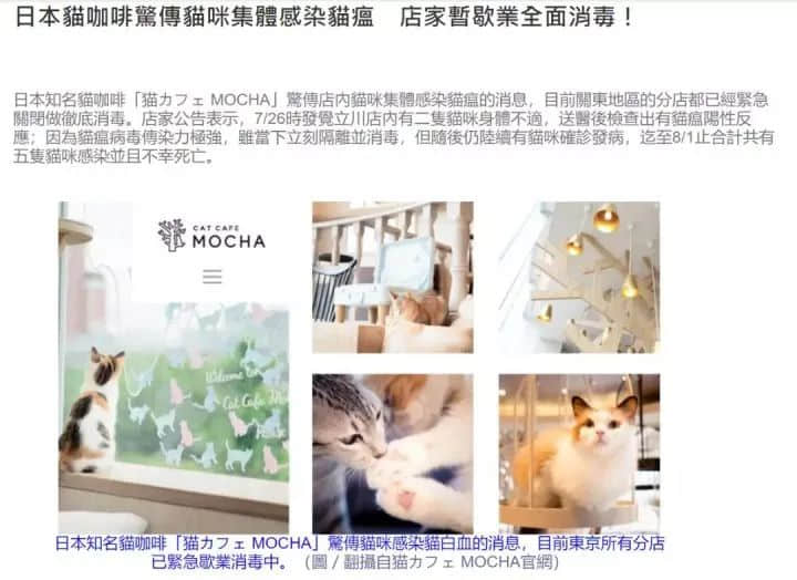 在廣州享受著997福報(bào)的阿貓阿狗：治愈還是致郁？