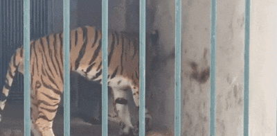 廣州動(dòng)物園，這次真的要非搬不可了嗎？
