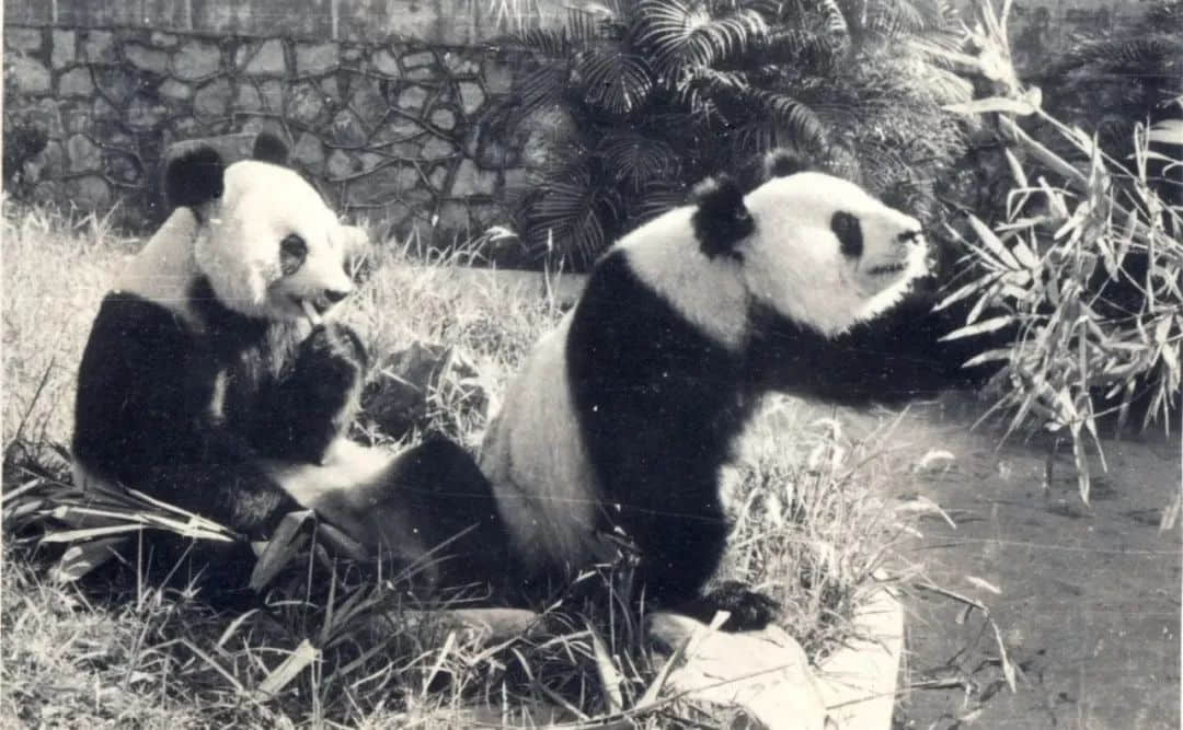 廣州動(dòng)物園，這次真的要非搬不可了嗎？