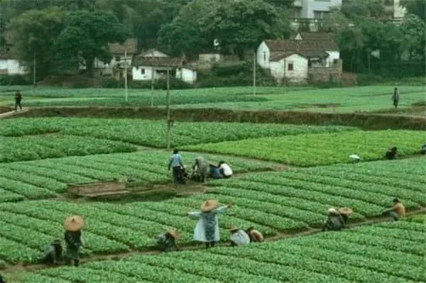 廣州記憶（1978-1979）