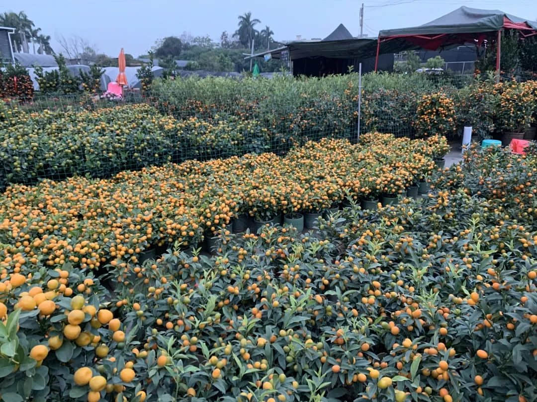賣花人被鮮花壓垮，我們比以往更需要鮮花