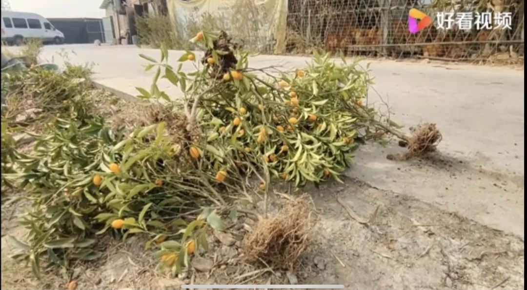 賣花人被鮮花壓垮，我們比以往更需要鮮花