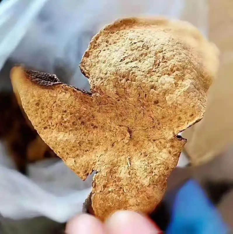 驚蟄，為何身邊的蛇蟲鼠蟻多了起來(lái)？