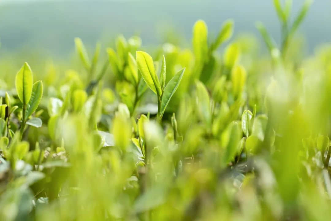 春分，為何朋友圈都在曬立雞蛋？