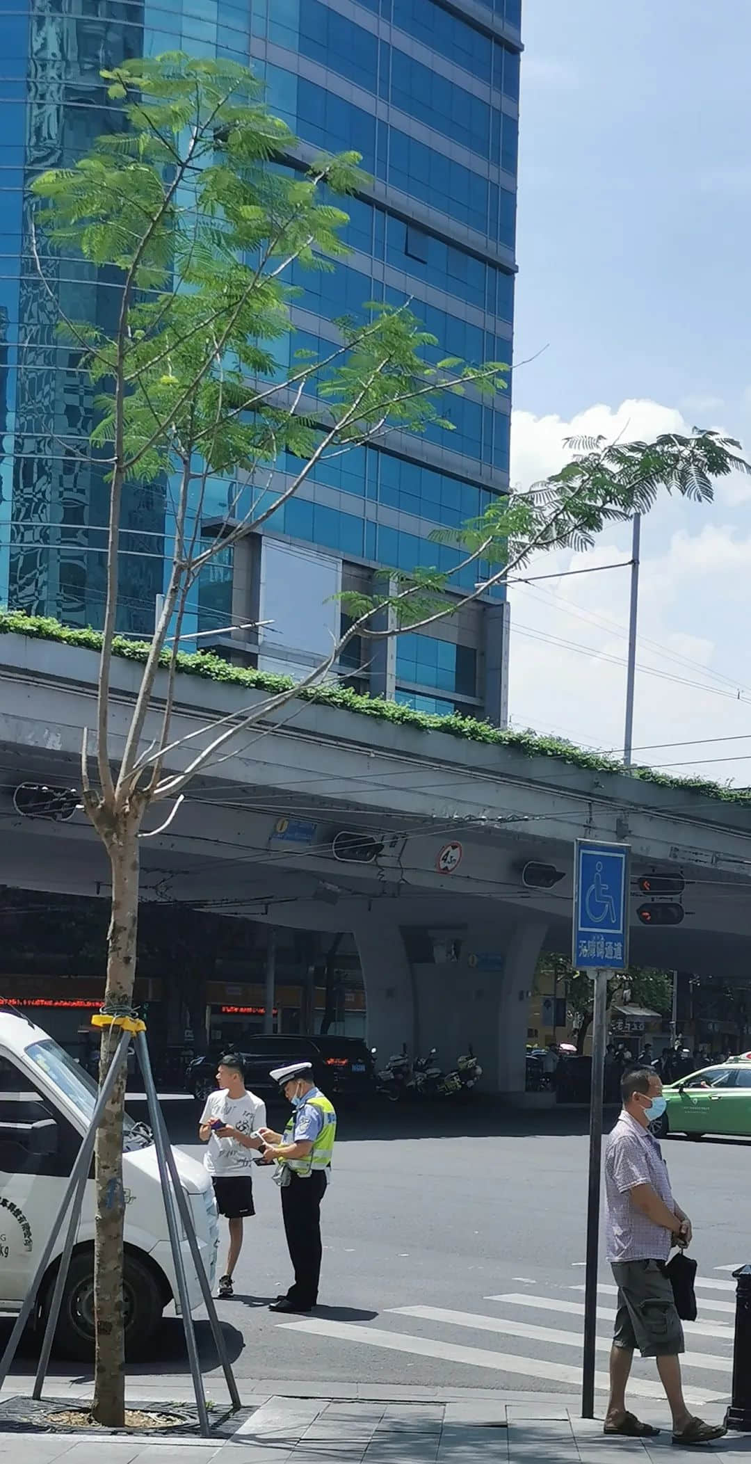 疫情總會消退，但被殺死的榕樹卻再也回不來