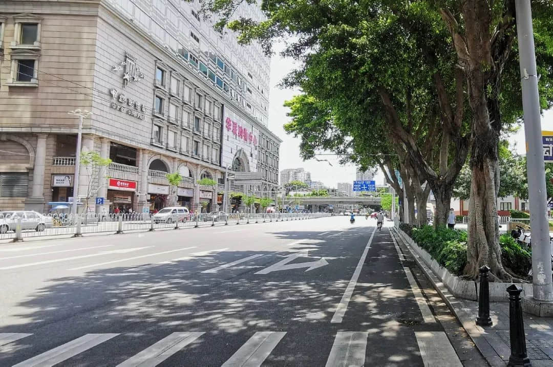 疫情總會消退，但被殺死的榕樹卻再也回不來