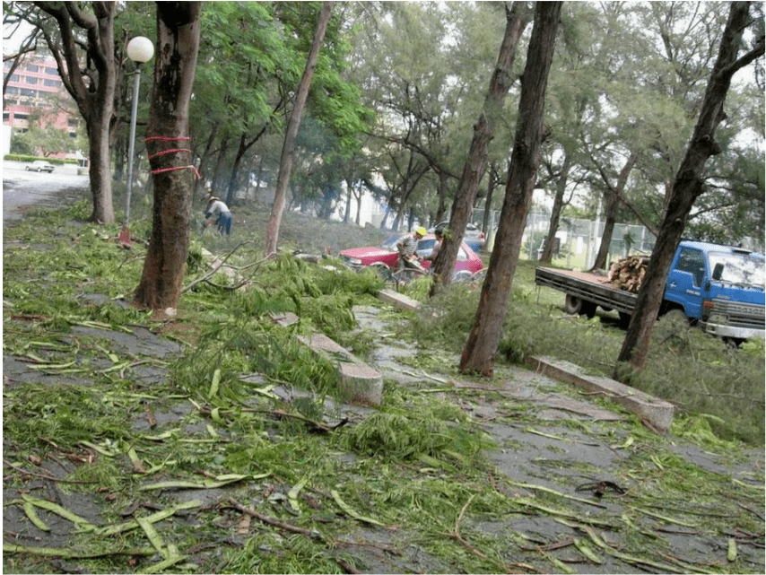 疫情總會消退，但被殺死的榕樹卻再也回不來