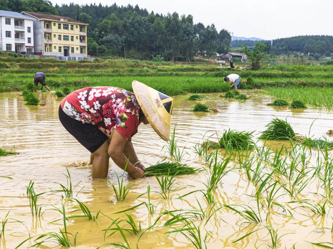 空調吹太久總是犯困？芒種喝這碗湯就舒服了