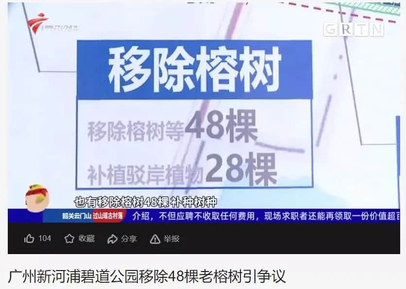 疫情總會消退，但被殺死的榕樹卻再也回不來