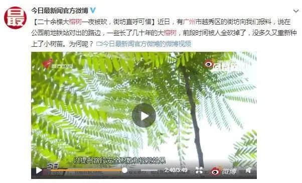 疫情總會消退，但被殺死的榕樹卻再也回不來