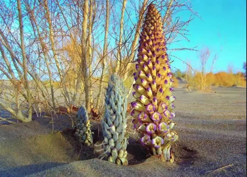 空調吹太久總是犯困？芒種喝這碗湯就舒服了