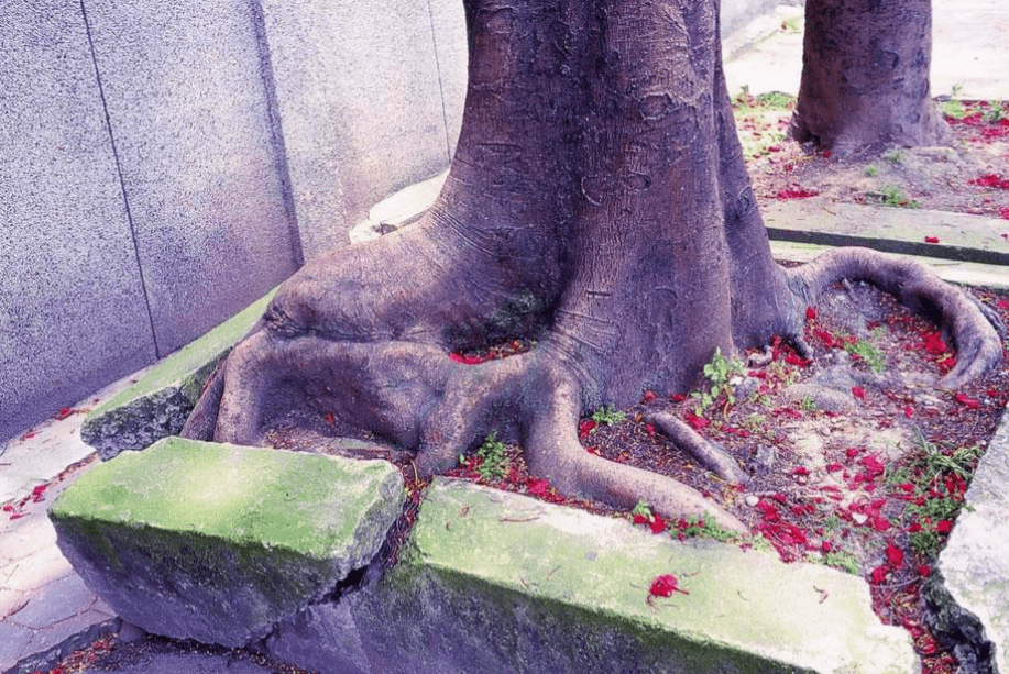 疫情總會消退，但被殺死的榕樹卻再也回不來