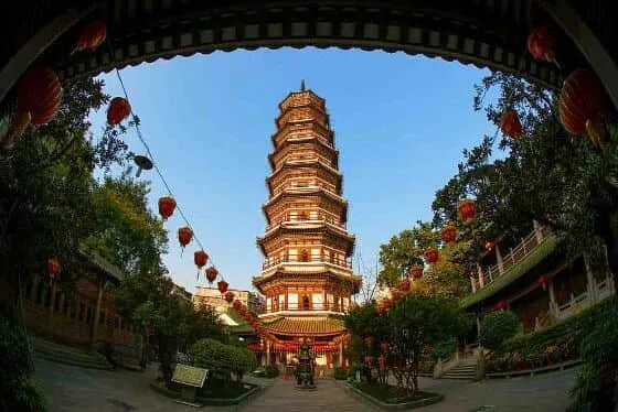 疫情總會消退，但被殺死的榕樹卻再也回不來