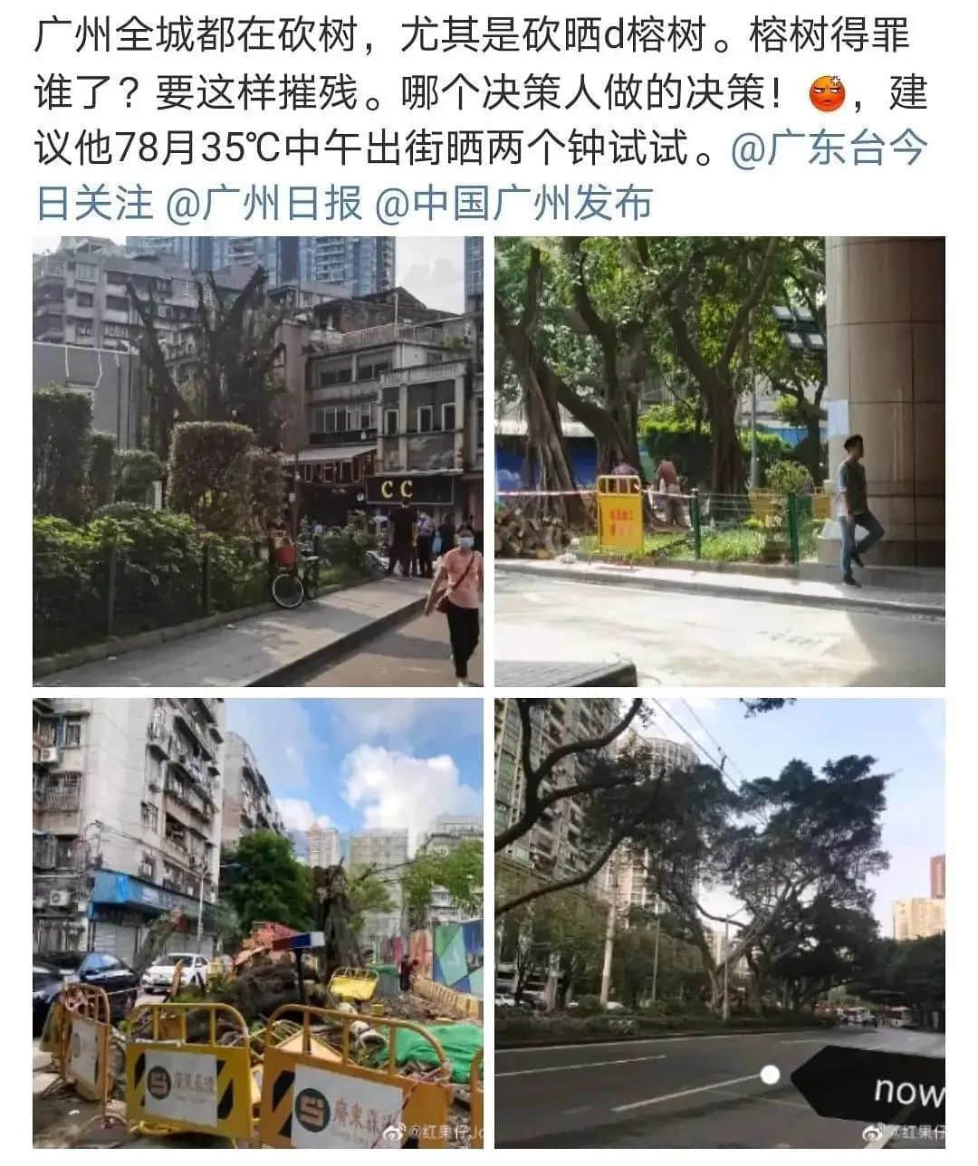 疫情總會消退，但被殺死的榕樹卻再也回不來