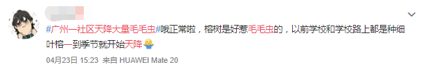 疫情總會消退，但被殺死的榕樹卻再也回不來
