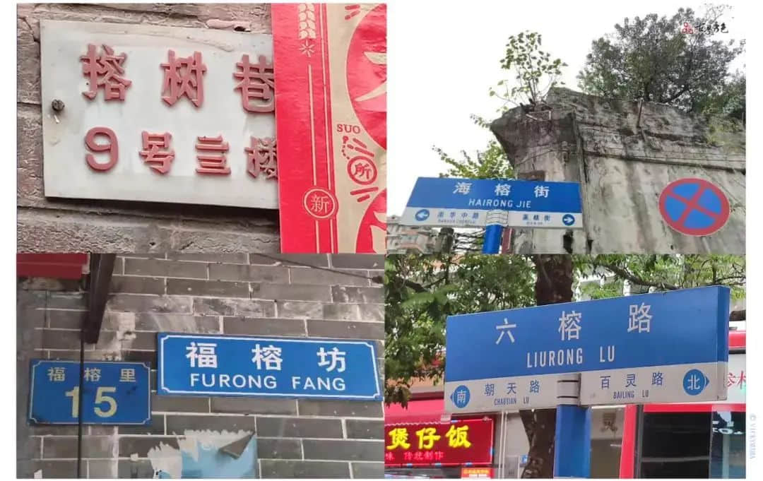 疫情總會消退，但被殺死的榕樹卻再也回不來