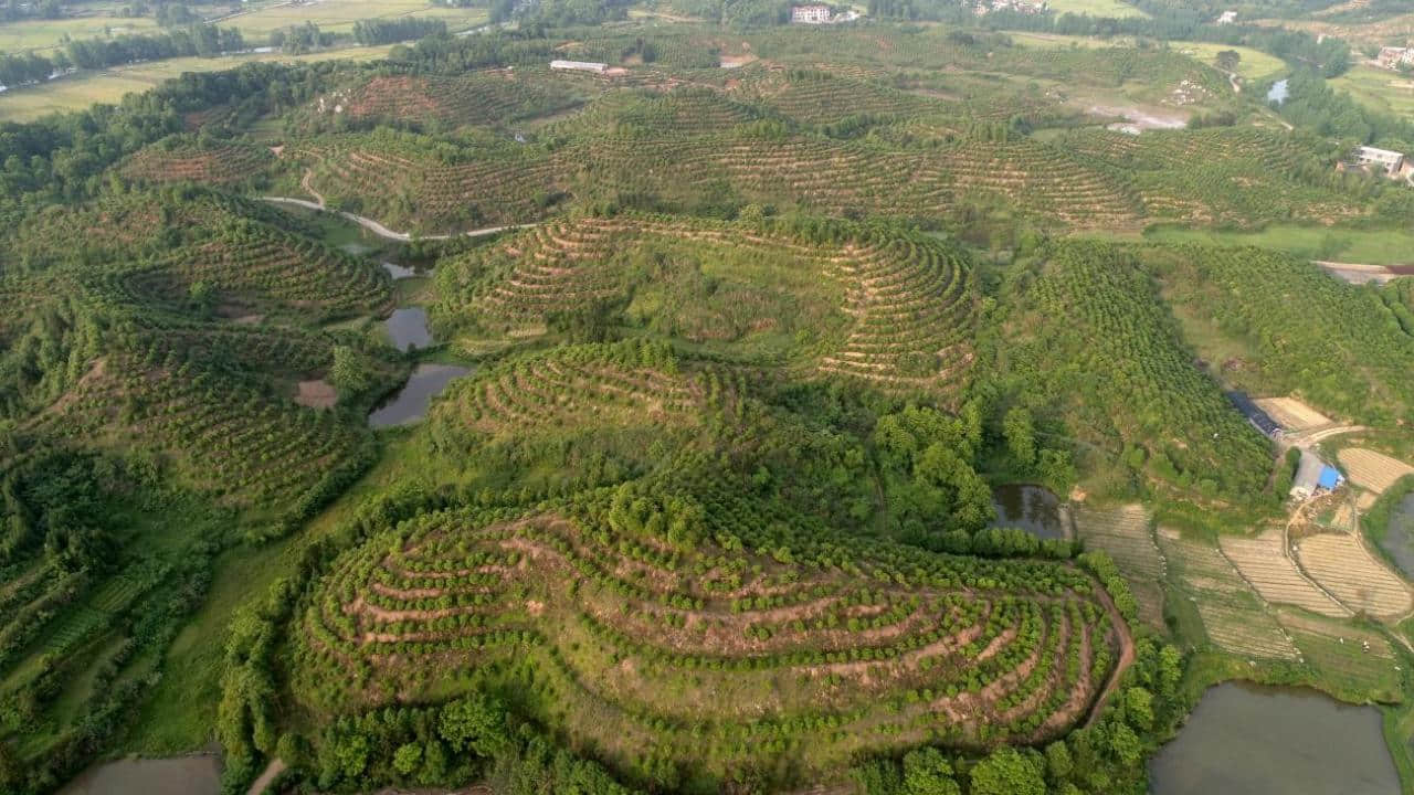 (江西星火生物科技有限公司——油茶基地)