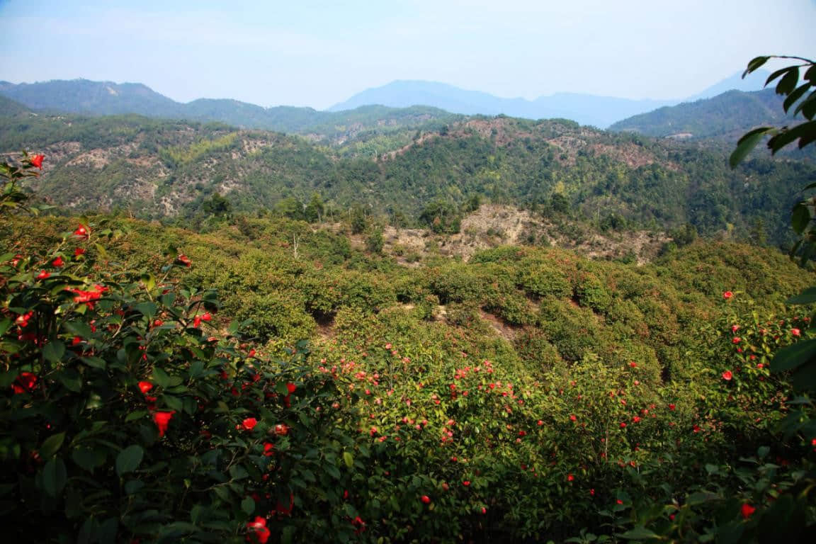 (江西源森油茶科技股份有限公司——紅花油茶基地)