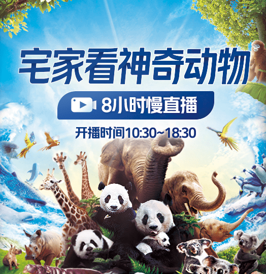 ▲云游動(dòng)物園系列直播活動(dòng)，每天8小時(shí)沉浸式直播