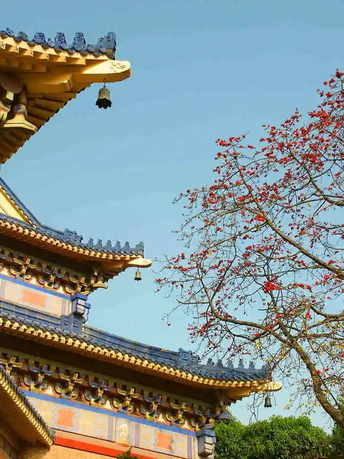 越秀山的木棉樹，半里飛紅驚火樹 || 馮沛祖