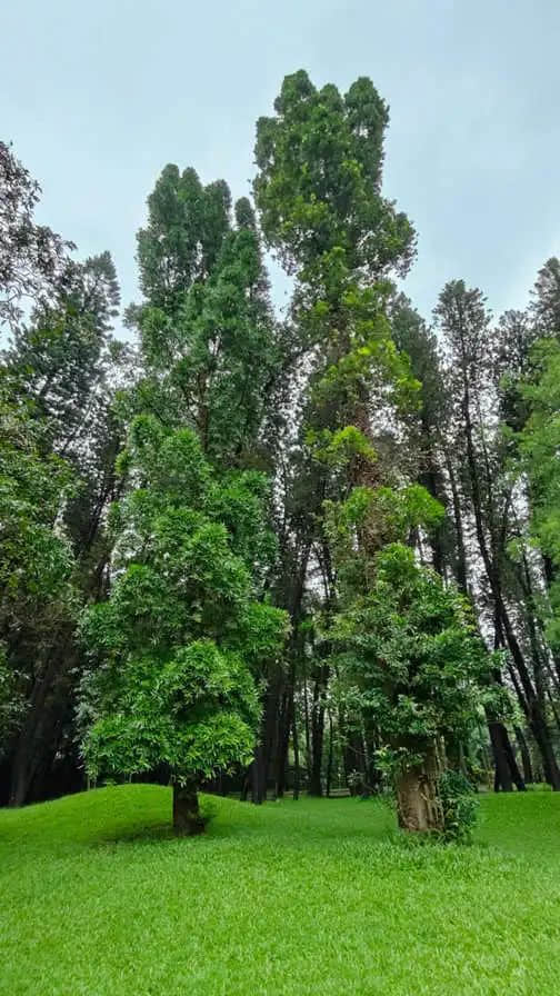 在華南植物園邂逅一位志愿者 || 李健鴻 在華南植物園邂逅一位志愿者 || 李健鴻
