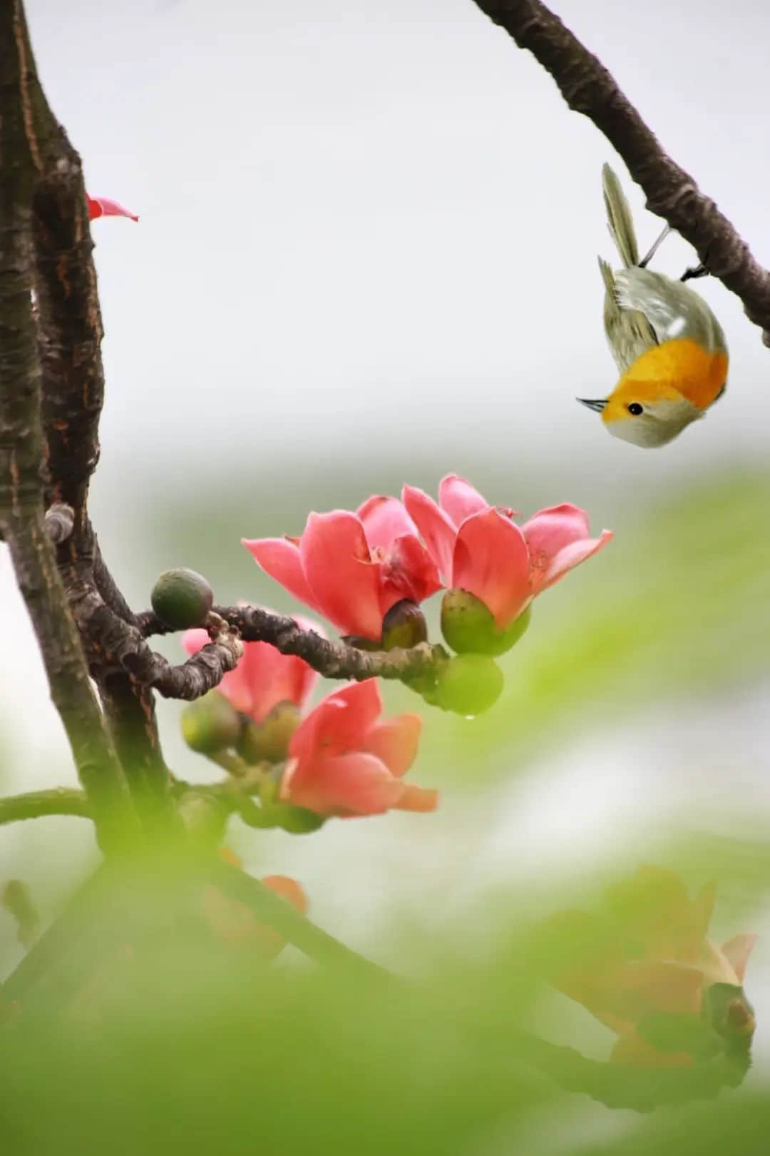 十贊英雄花，鉤沉陳恭伊 || 李建輝