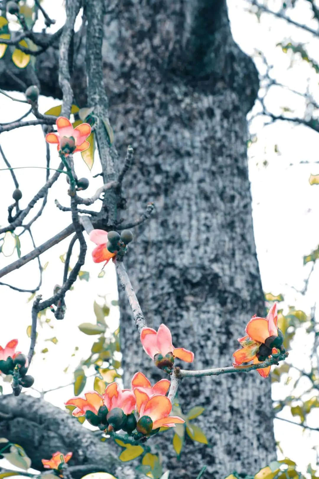 十贊英雄花，鉤沉陳恭伊 || 李建輝