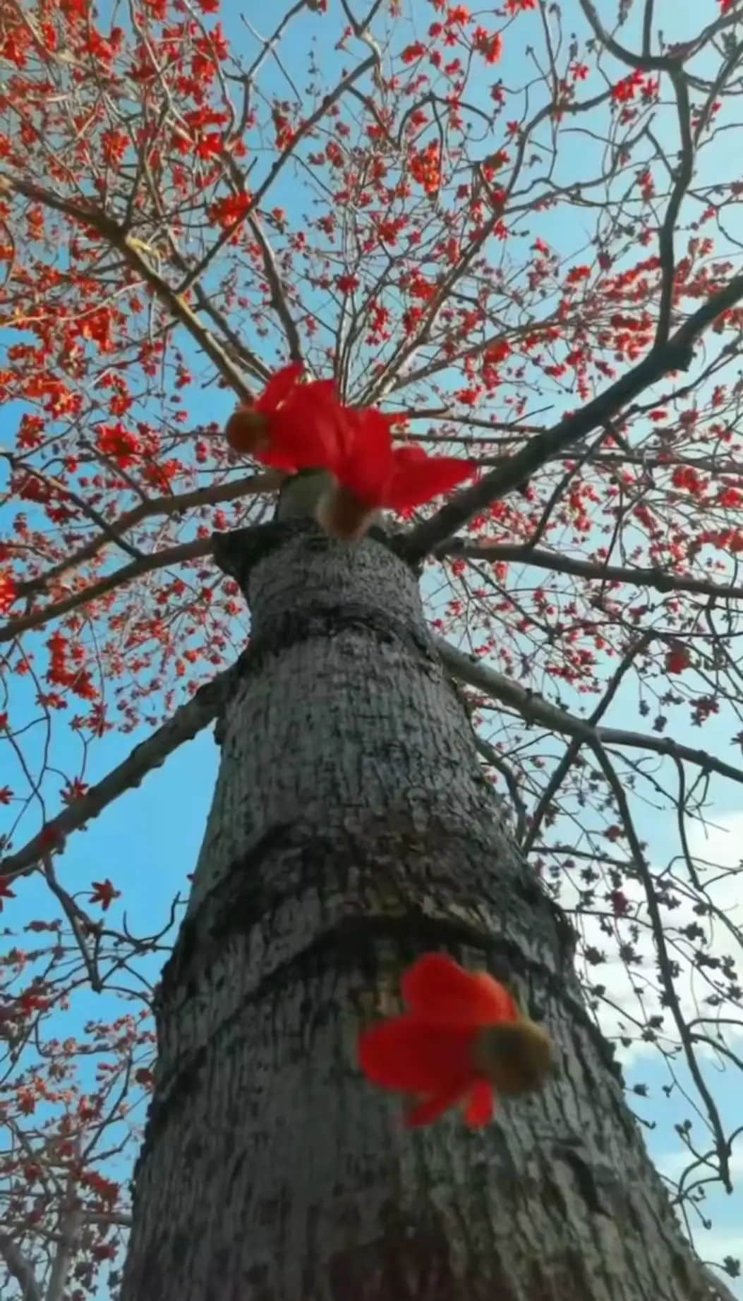 十贊英雄花，鉤沉陳恭伊 || 李建輝