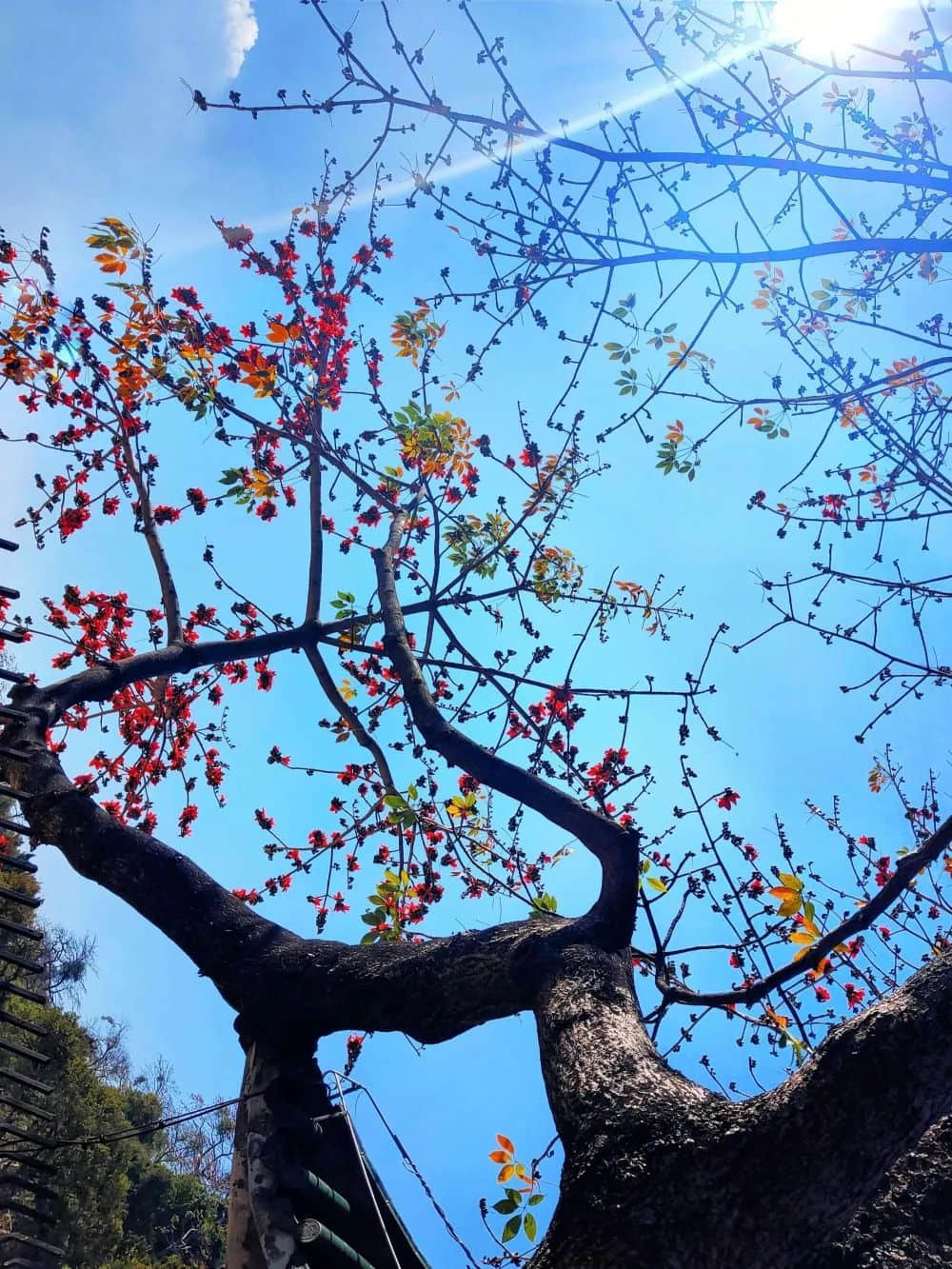 十贊英雄花，鉤沉陳恭伊 || 李建輝