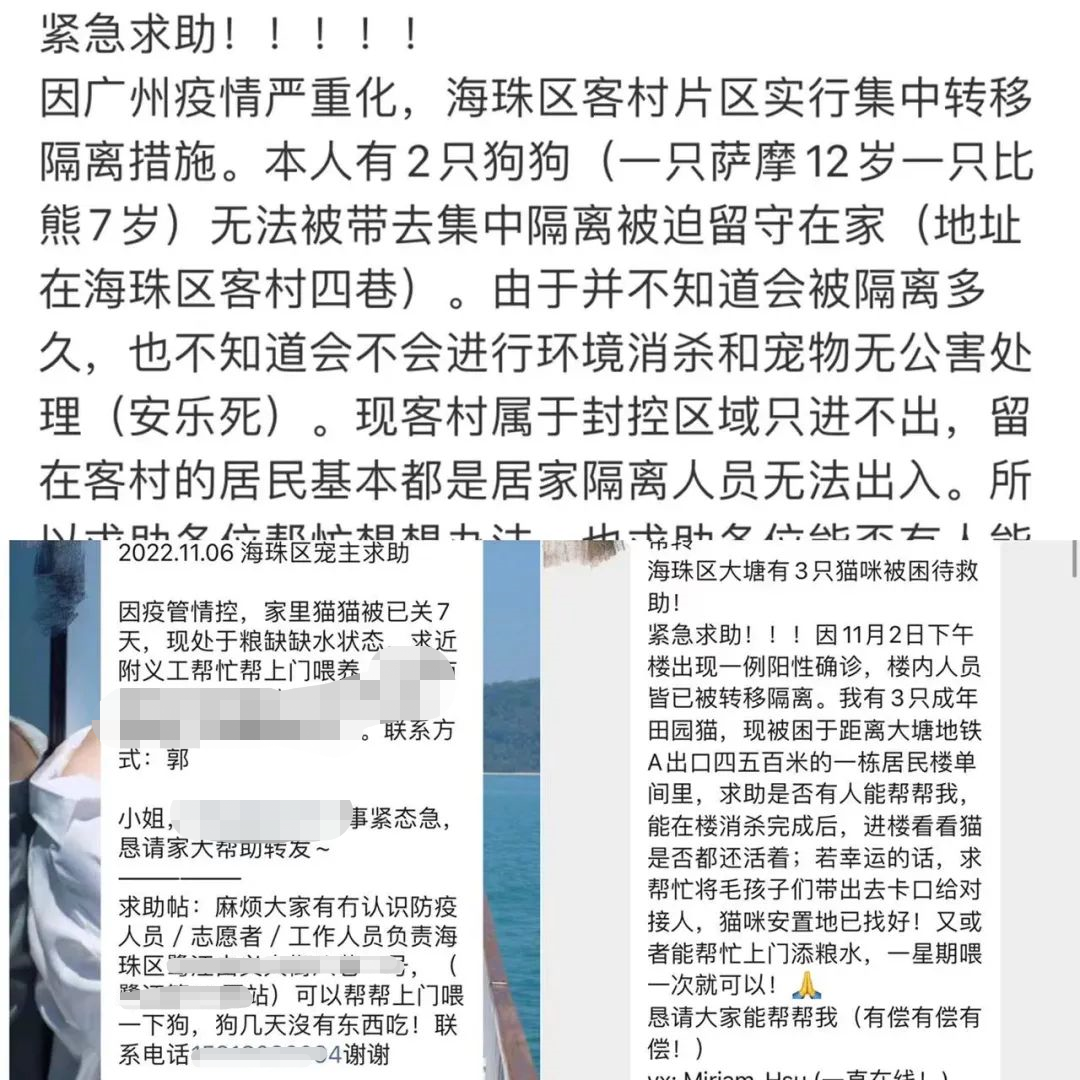 廣州疫情封控不斷加強，留守寵物誰來守護？