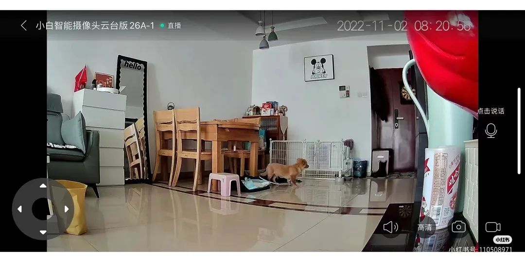 廣州疫情封控不斷加強，留守寵物誰來守護？