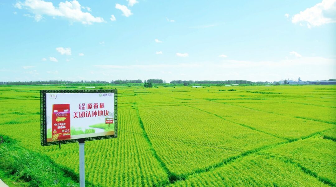▲圖為美團(tuán)買菜·金龍魚專屬認(rèn)種地塊 攝影:蔣鑫