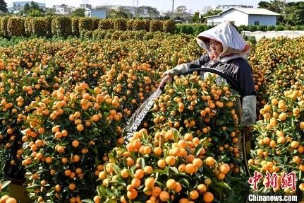 花市有望重開，“羊”城人行花街真系“唔使怕”？