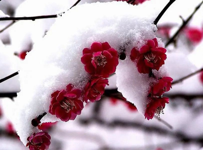 誰說廣州不下雪：網(wǎng)傳周末雪天重現(xiàn)？