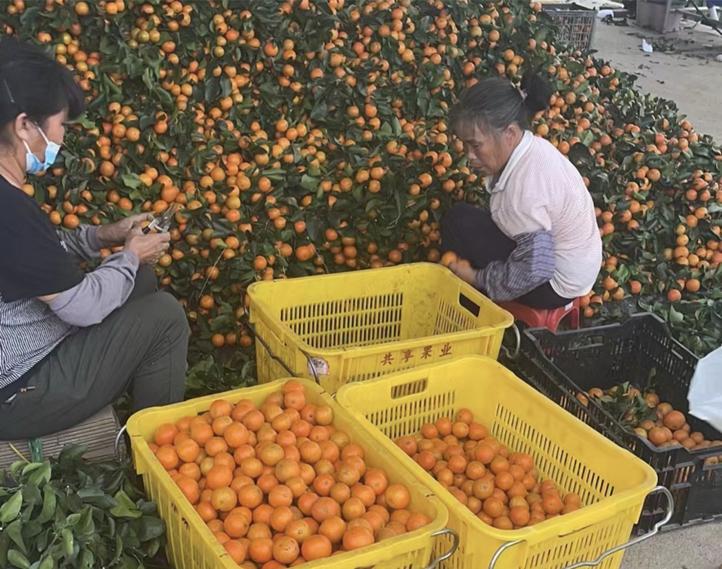 ▲位于廣州從化的橘園里，果農(nóng)們正在對砂糖橘進行選果和分級。拍攝：李靜