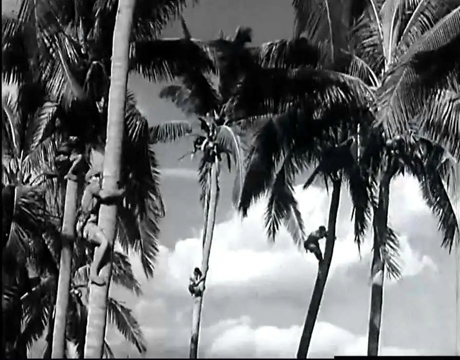 七十年代海南儋州農(nóng)村見(jiàn)聞 || 李海明 七十年代海南儋州農(nóng)村見(jiàn)聞 || 李海明