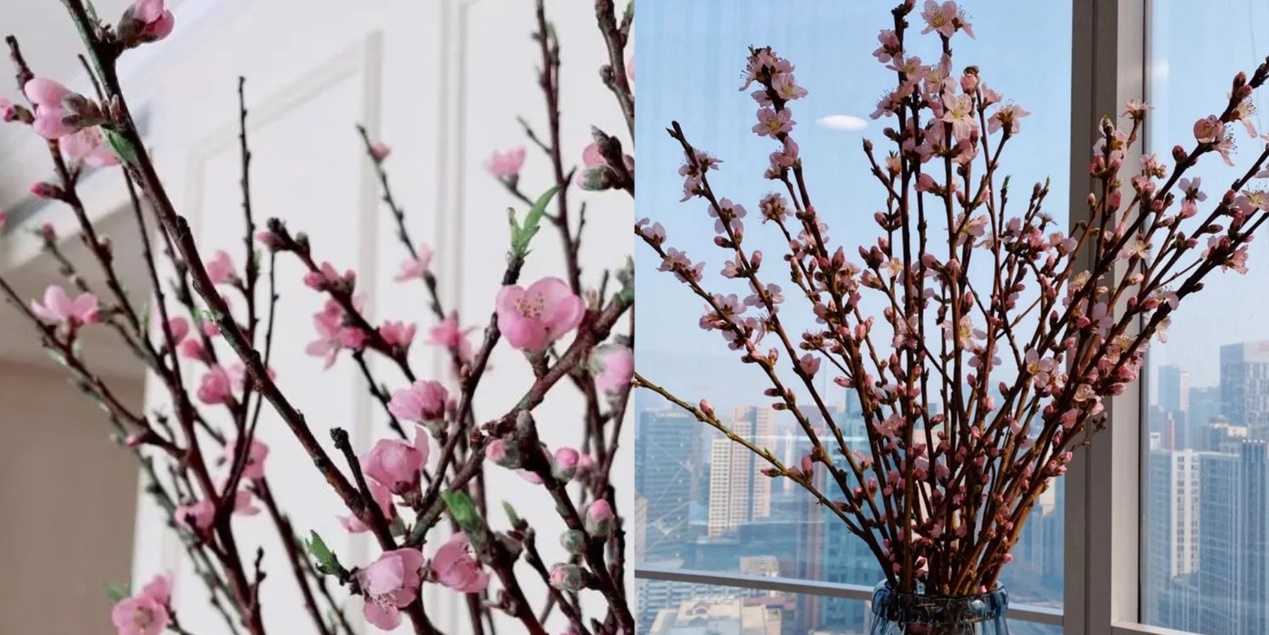 ▲桃花成春季熱銷花卉品類 (圖源:美團優(yōu)選用戶實拍)