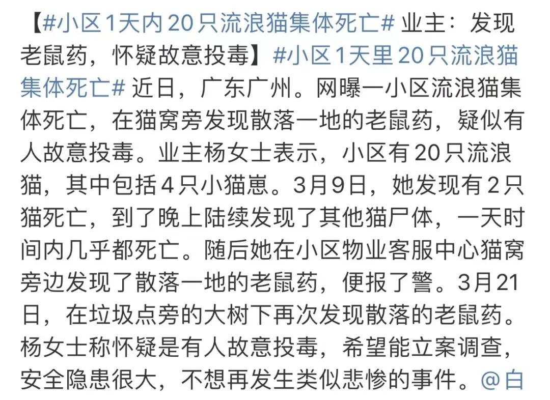 虐貓團伙預(yù)謀在廣州公園下毒手，流浪貓命運如何？