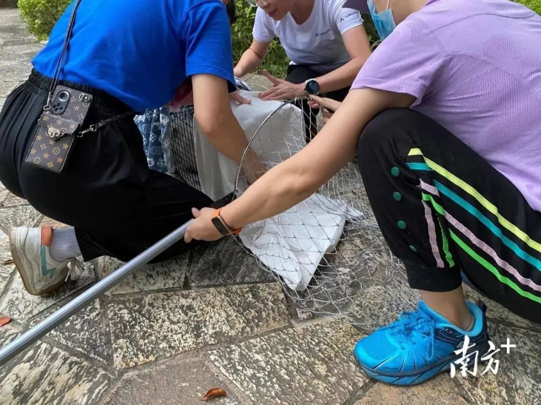 虐貓團伙預(yù)謀在廣州公園下毒手，流浪貓命運如何？