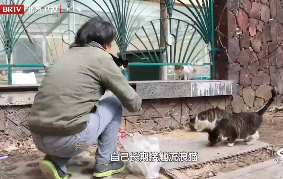 虐貓團伙預(yù)謀在廣州公園下毒手，流浪貓命運如何？