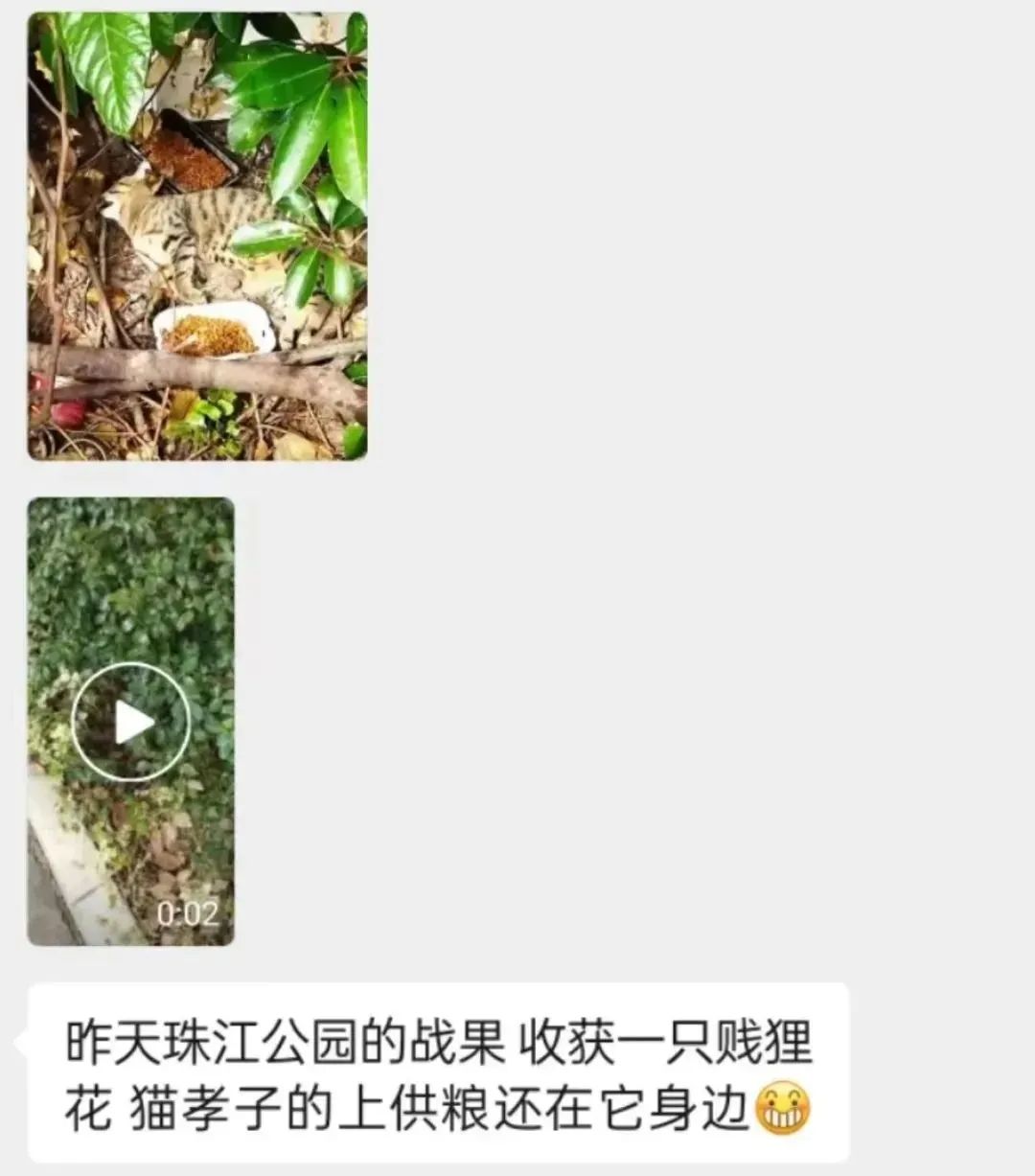 虐貓團伙預(yù)謀在廣州公園下毒手，流浪貓命運如何？