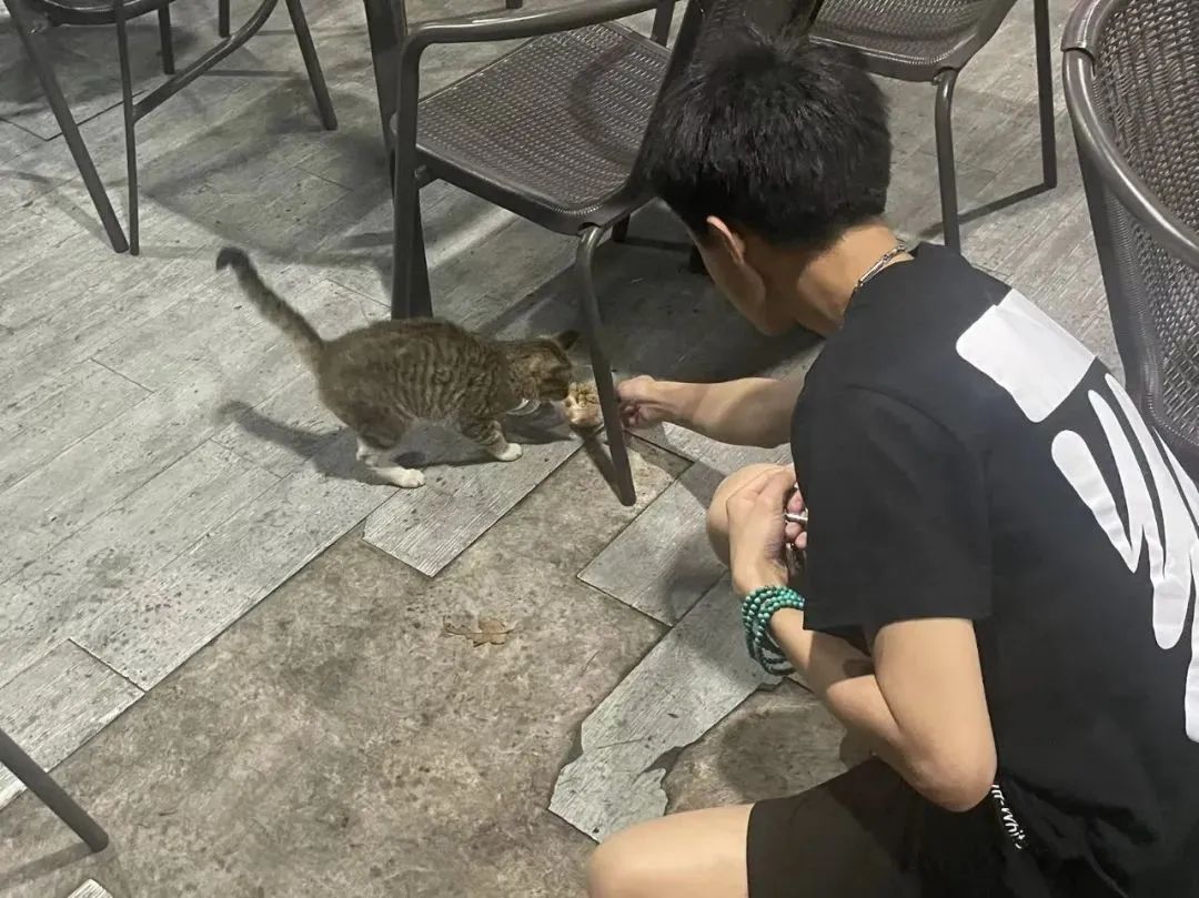 虐貓團伙預(yù)謀在廣州公園下毒手，流浪貓命運如何？