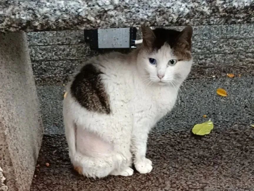 虐貓團伙預(yù)謀在廣州公園下毒手，流浪貓命運如何？