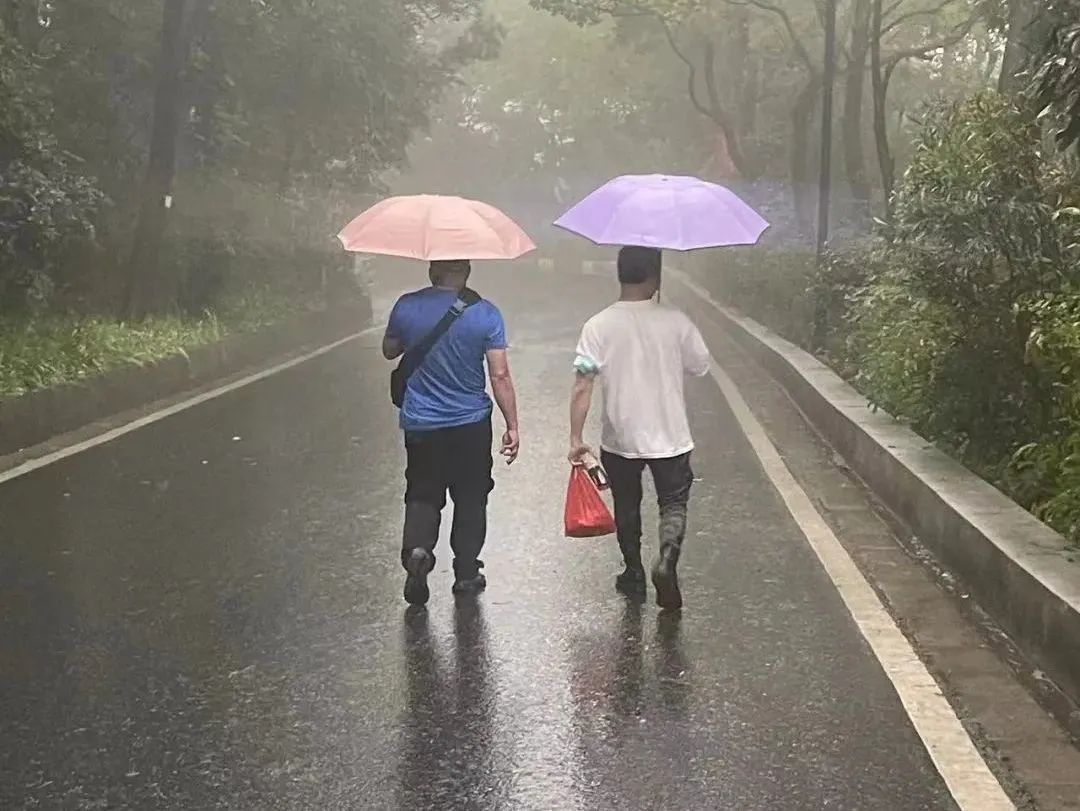 虐貓團伙預(yù)謀在廣州公園下毒手，流浪貓命運如何？