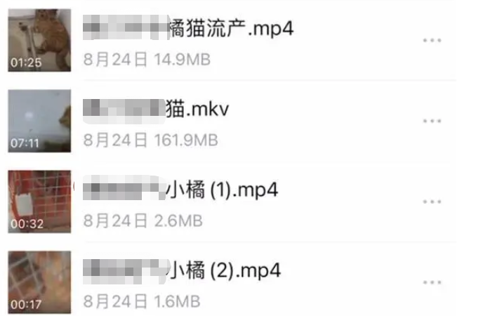 虐貓團伙預(yù)謀在廣州公園下毒手，流浪貓命運如何？