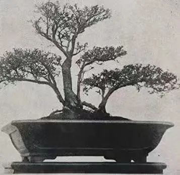 任溶溶的廣州足印廣州情 || 荔人行 任溶溶的廣州足印廣州情 || 荔人行