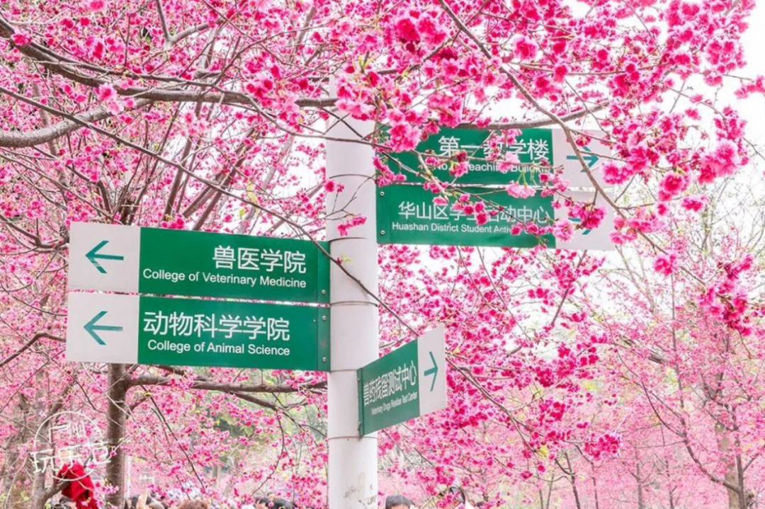 想進(jìn)廣東高校參觀，還要花錢(qián)找黃牛？