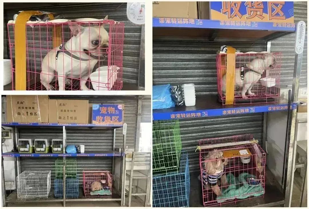廣東開通寵物專線，你愿意和貓狗同坐一車嗎？